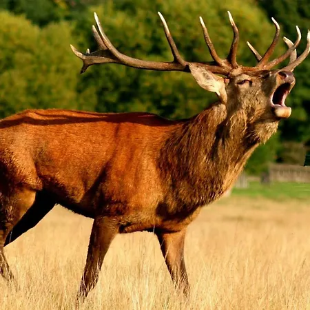 Ardennes Forest Appartement